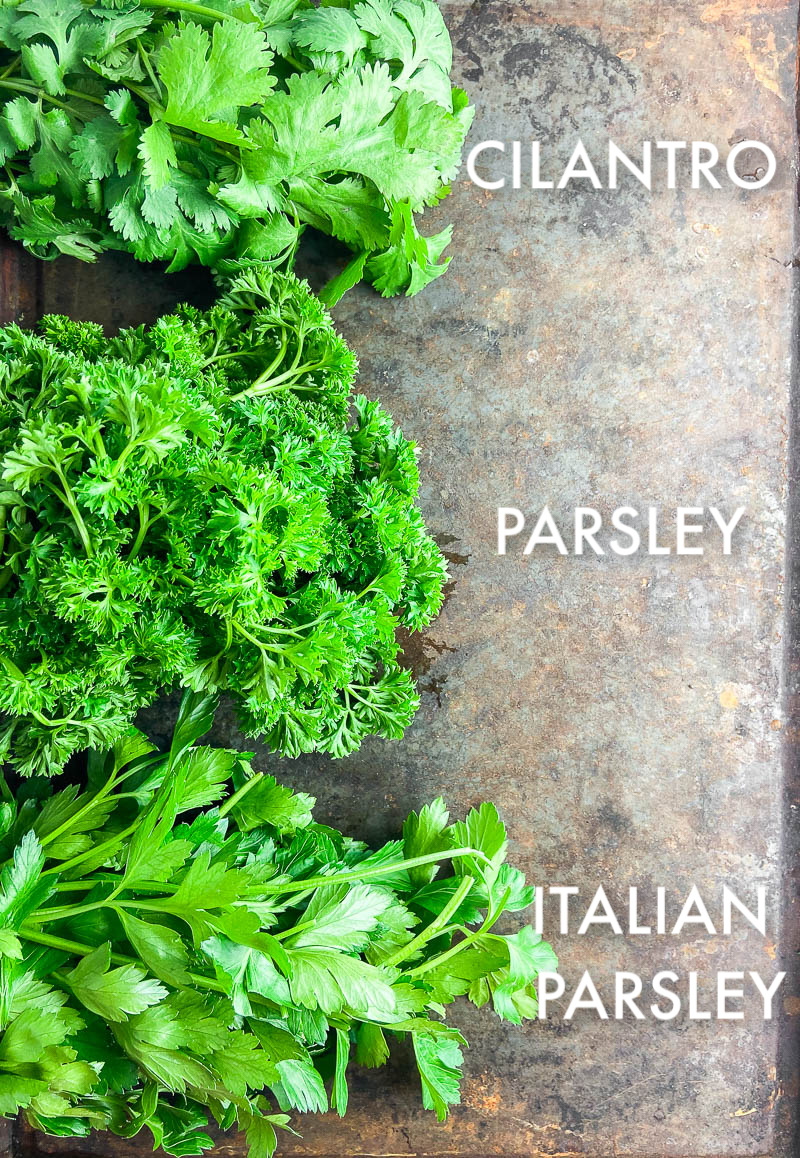 Photo of Cilantro, Parsley and Italian Parsley