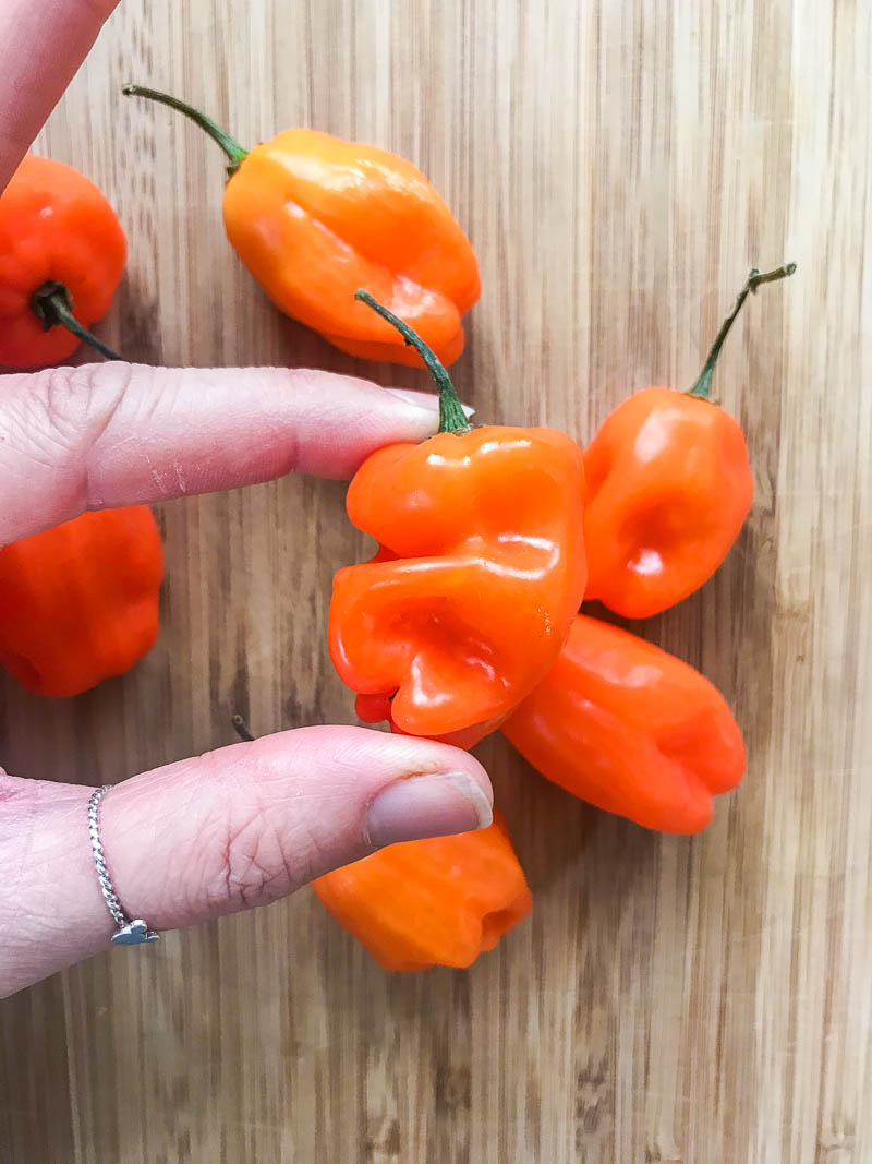 Hand holding habanero. 